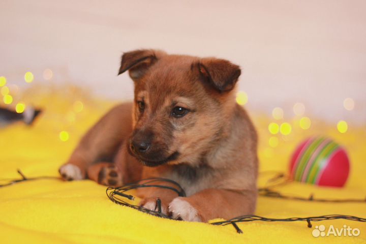 Лео ищет дом