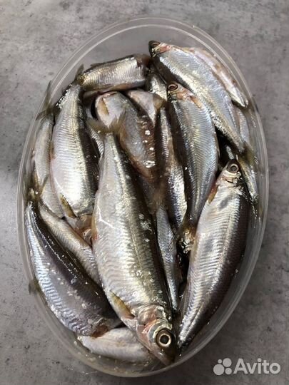 Тугун крупный с икрой