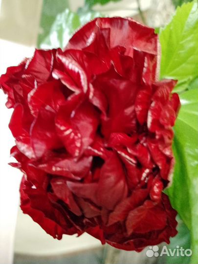 Роза махровая