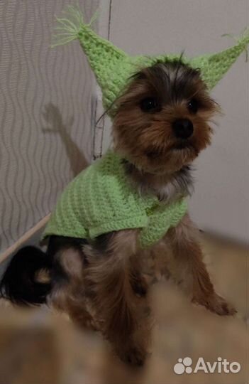 Комплект одежды шапка и жилет для собаки