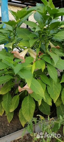 Бругмансия