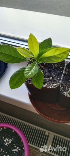 Саженцы лимона Мейера