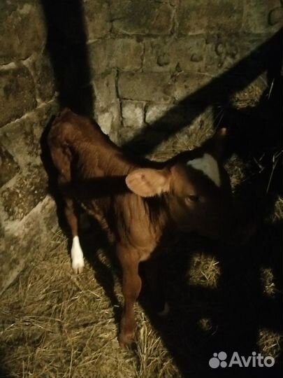 Телята бычки