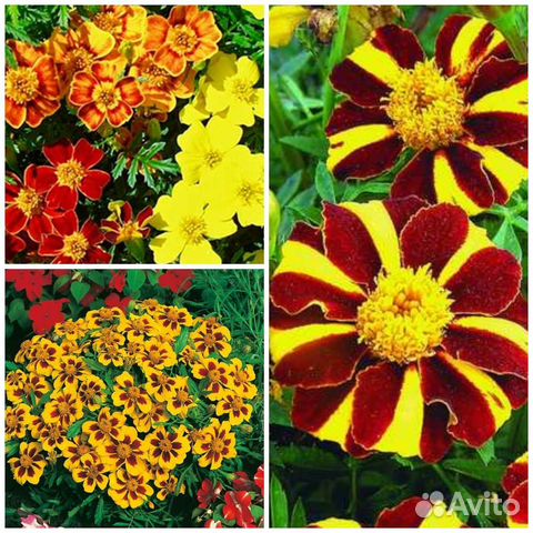 Семена бархатцев