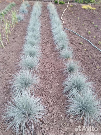 Декоративные растения для сада