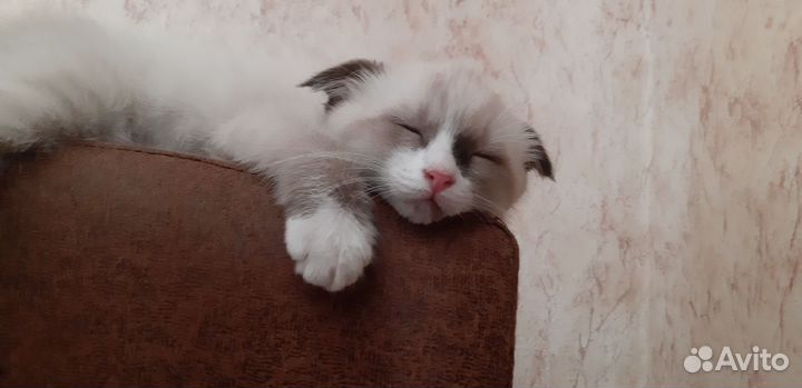 Котёнок рэгдолл