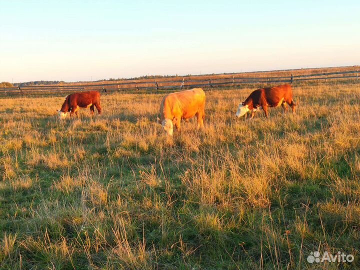 Бычки и телки
