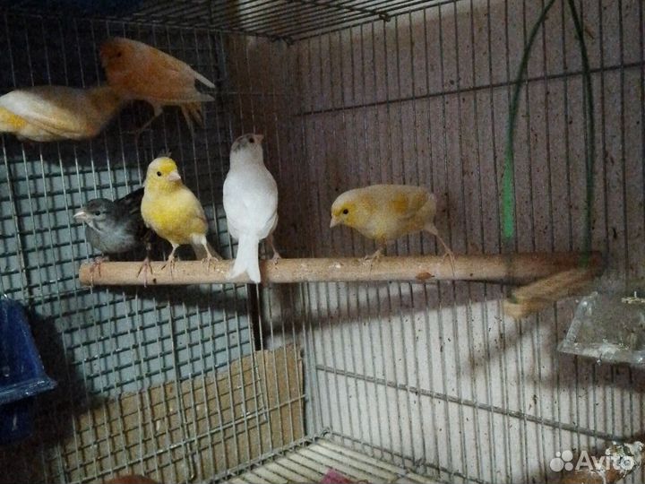 Канарейки