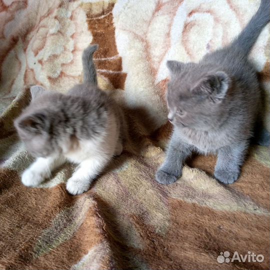 Отдам в добрые руки двух котят мальчик и девочка