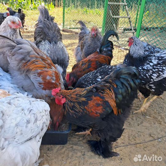 Молодые петухи