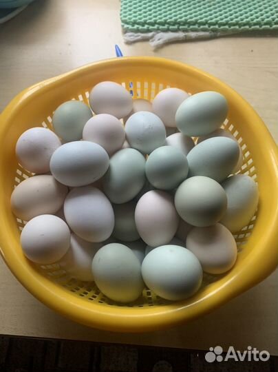 Инкубационное яйцо