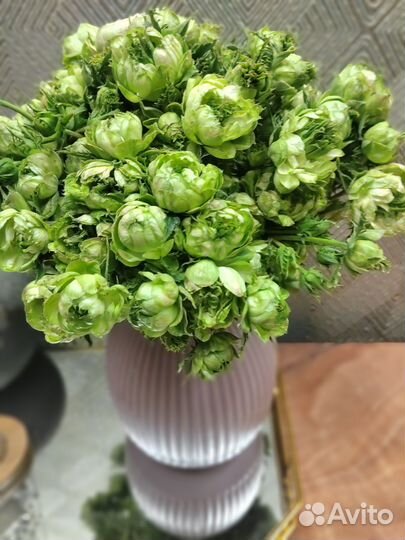 Кустовые розы саженцы оптом