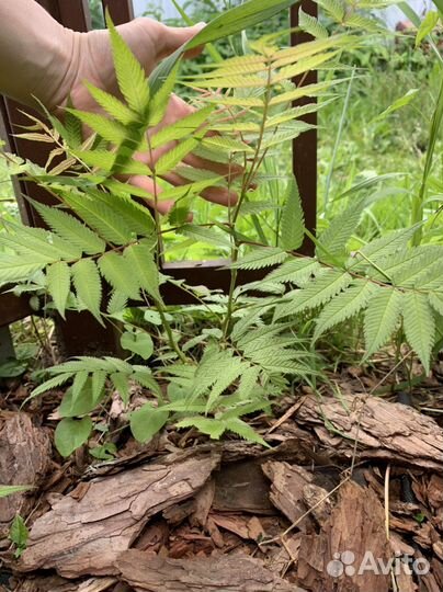 Рябинник рябинолистный