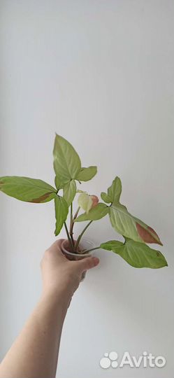 Комнатные цветы