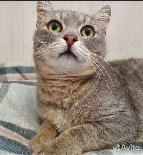 Молодой кот в добрые руки