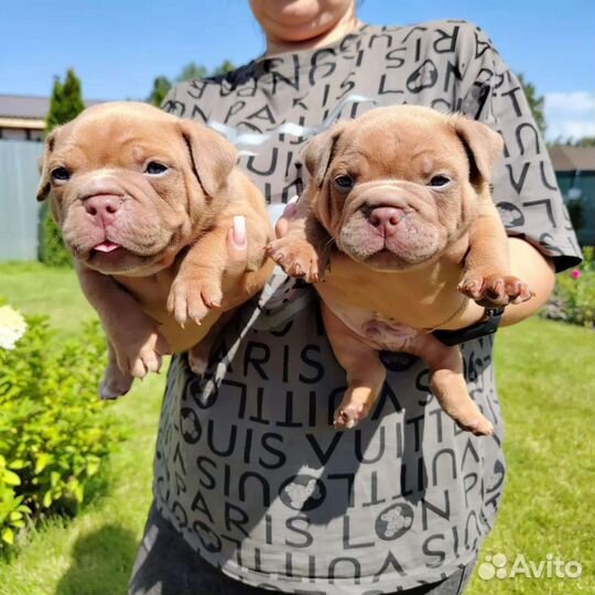 Продам щенка