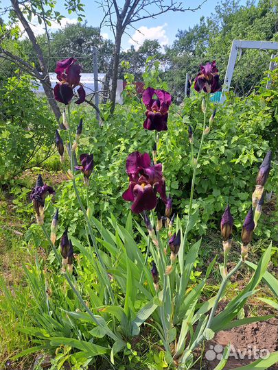 Ирисы