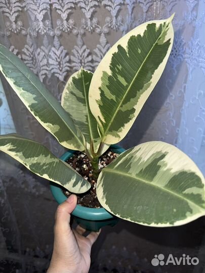 Фикус Тинеке и Фикус Бенгальский(Одри)