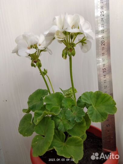 Пеларгония