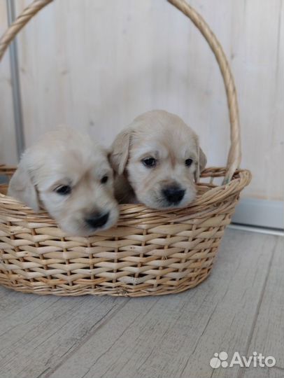 Щенки золотистого ретривера
