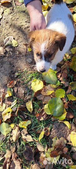 Фокстерьер