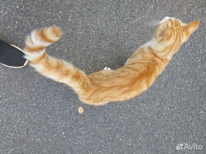 Рыжий кот ищет дом