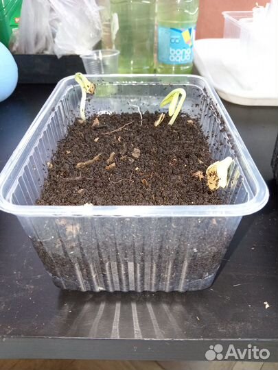 Калифорнийские черви