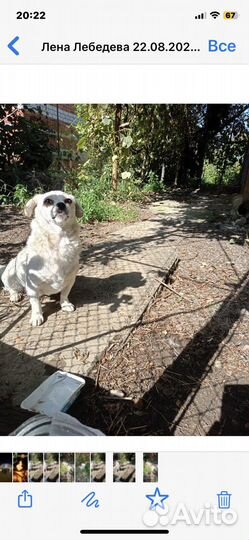 Потеряшка чехуашка