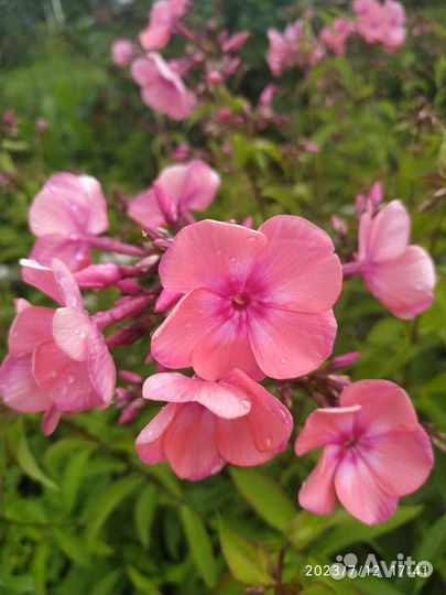 Флоксы (обмен на другой сорт)