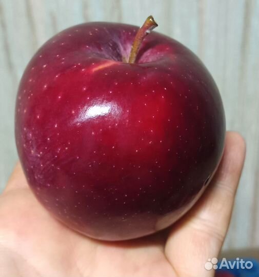 Яблоки с дачи