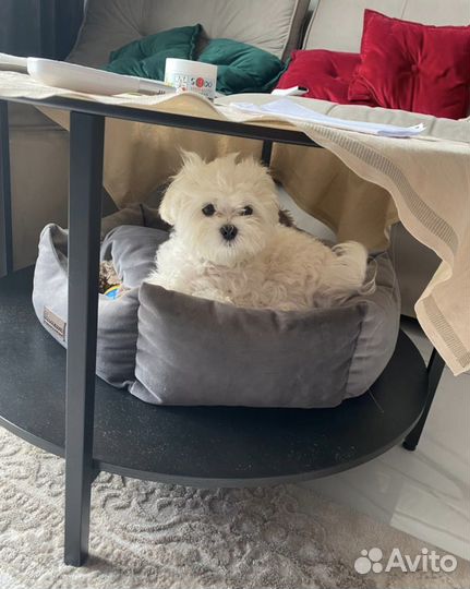 Мальчик мальтезе (мини) ищет подружку