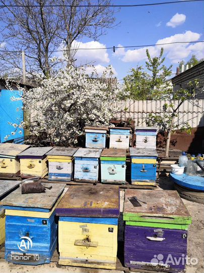 Продам пчелосемьи и пчелопакет
