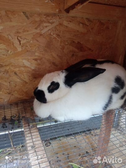 Кролики мясных пород великаны