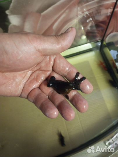 Аквариум 100 л.+Золотые+ Телескопы+ Анцитрусы