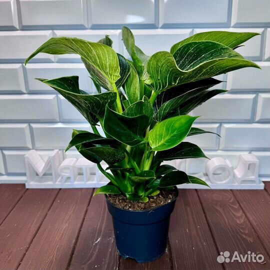 Филодендрон Вайт Вейв