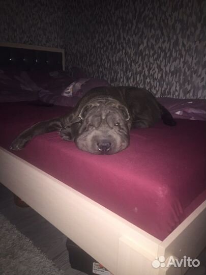 Шарпей вязка