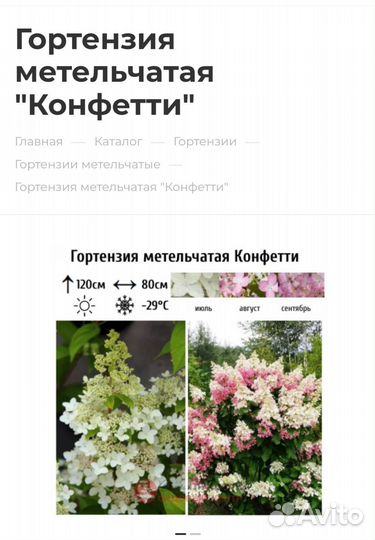Гортензии метельчатые