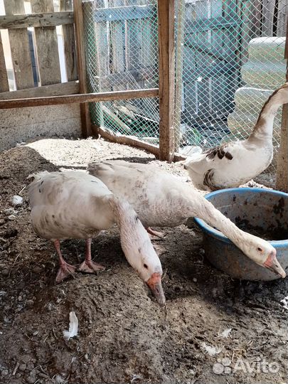 Продается гусак