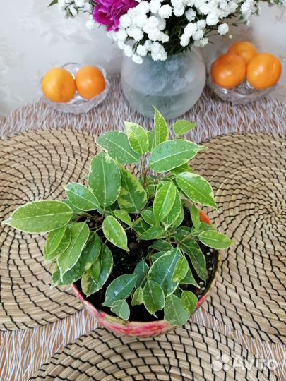 Фикус Бенджамина Кинки