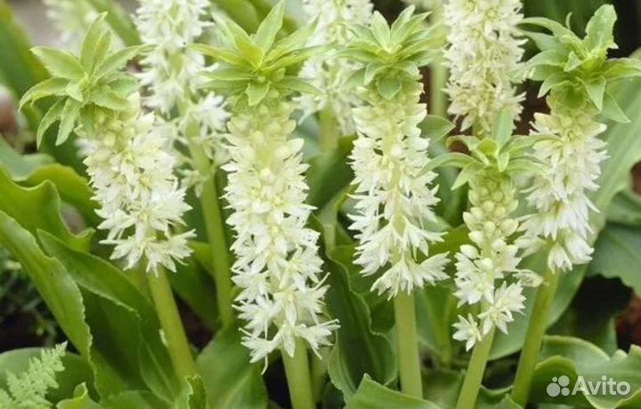 Эукомис белый клубни