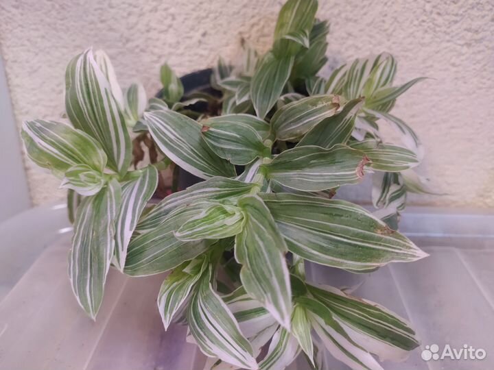 Традесканция