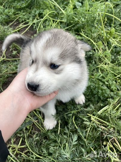 Собаки хаски щенки