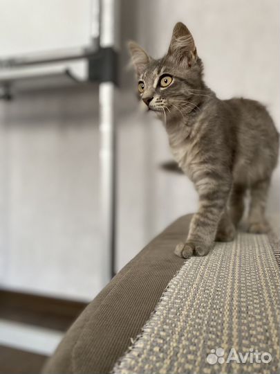 Котенок-девочка в добрые руки