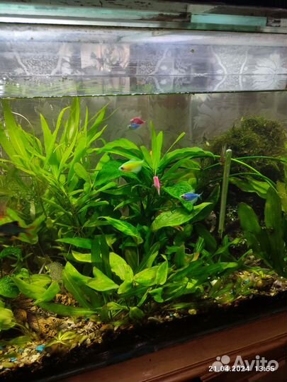 Растение для аквариума