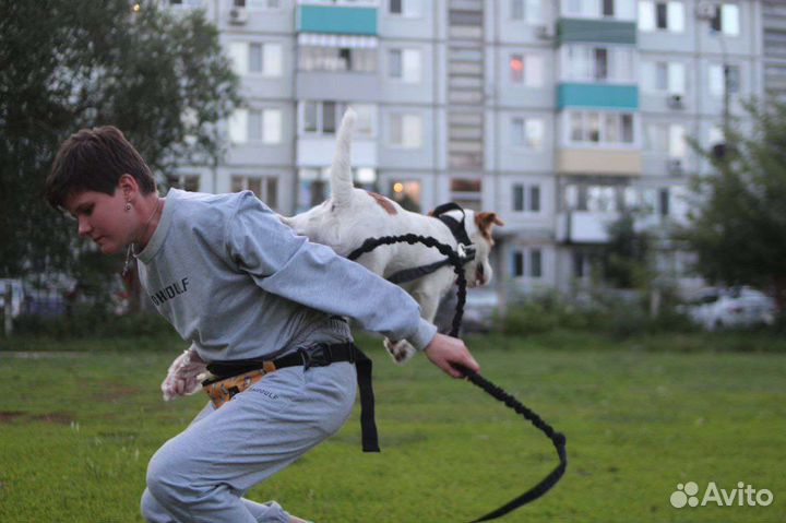 Собака для фото