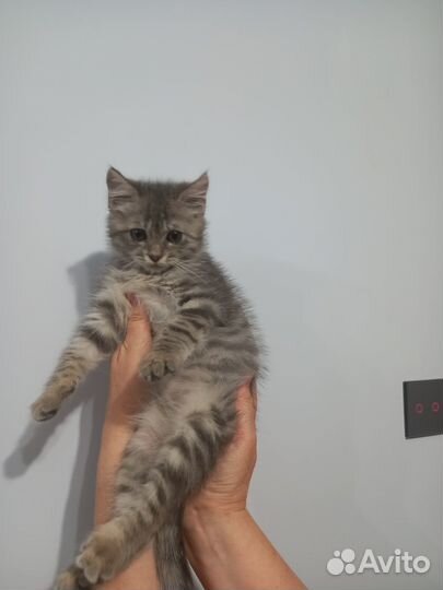 Котик в добрые руки