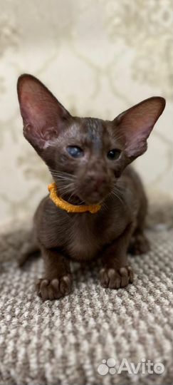 Ориентальная девочка