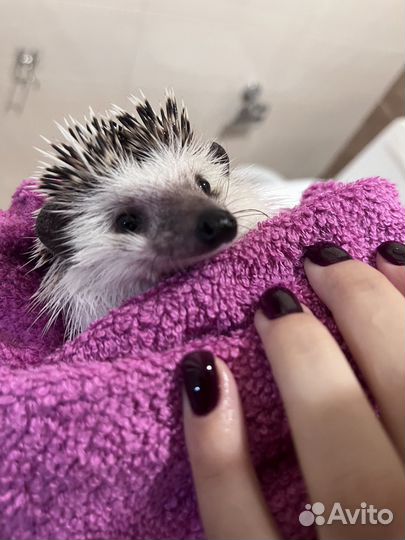 Африканский ежик