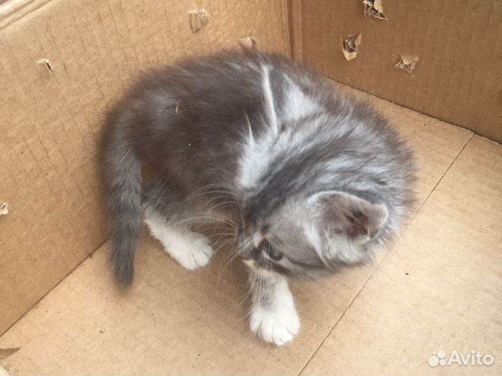 Котята в добрые руки мальчики
