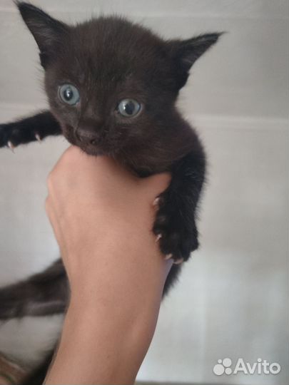 Котенок мейкун смесь